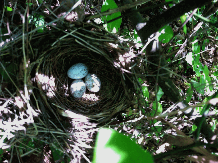 black cap chickadees eggs in nest