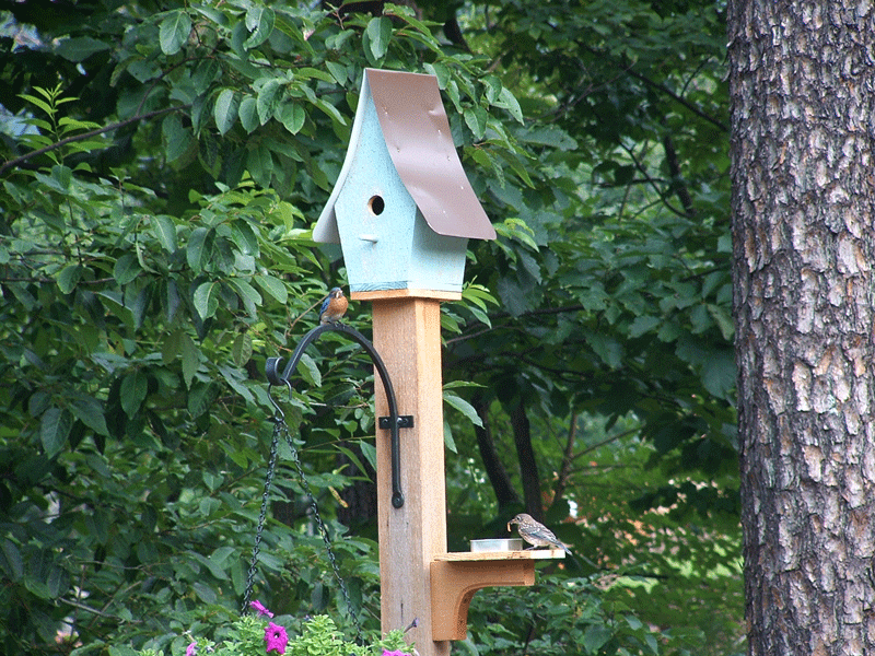 bluebird on mealworm feeder eating mealworms Buy handcrafted bluebird house handcrafted solid cedar bluebird house with tin roof unique bluebird house garden gardener bluebird house bluebird eggs Greenville SC South Carolina