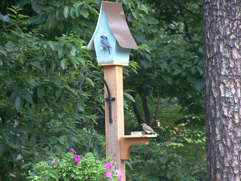 two blue birds one on birdhouse and the other eating mealwroms