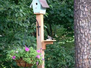 bluebird eating mealworms from feeder at the birdhouse Buy handcrafted bluebird house handcrafted solid cedar bluebird house with tin roof unique bluebird house garden gardener bluebird house bluebird eggs Greenville SC South Carolina