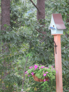 Bluebird house mounted on post