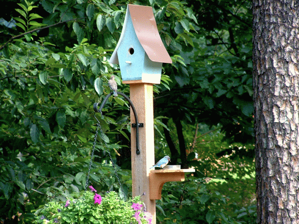 male bluebird eating mealwormsmale and female bluebirds rustic bluebird house Buy handcrafted bluebird house handcrafted solid cedar bluebird house with tin roof unique bluebird house garden gardener bluebird house bluebird eggs Greenville SC South Carolina