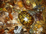 eastern box turtle in the woods hiding in the leaves
