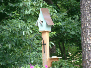 bluebird fledgling on birdhouse