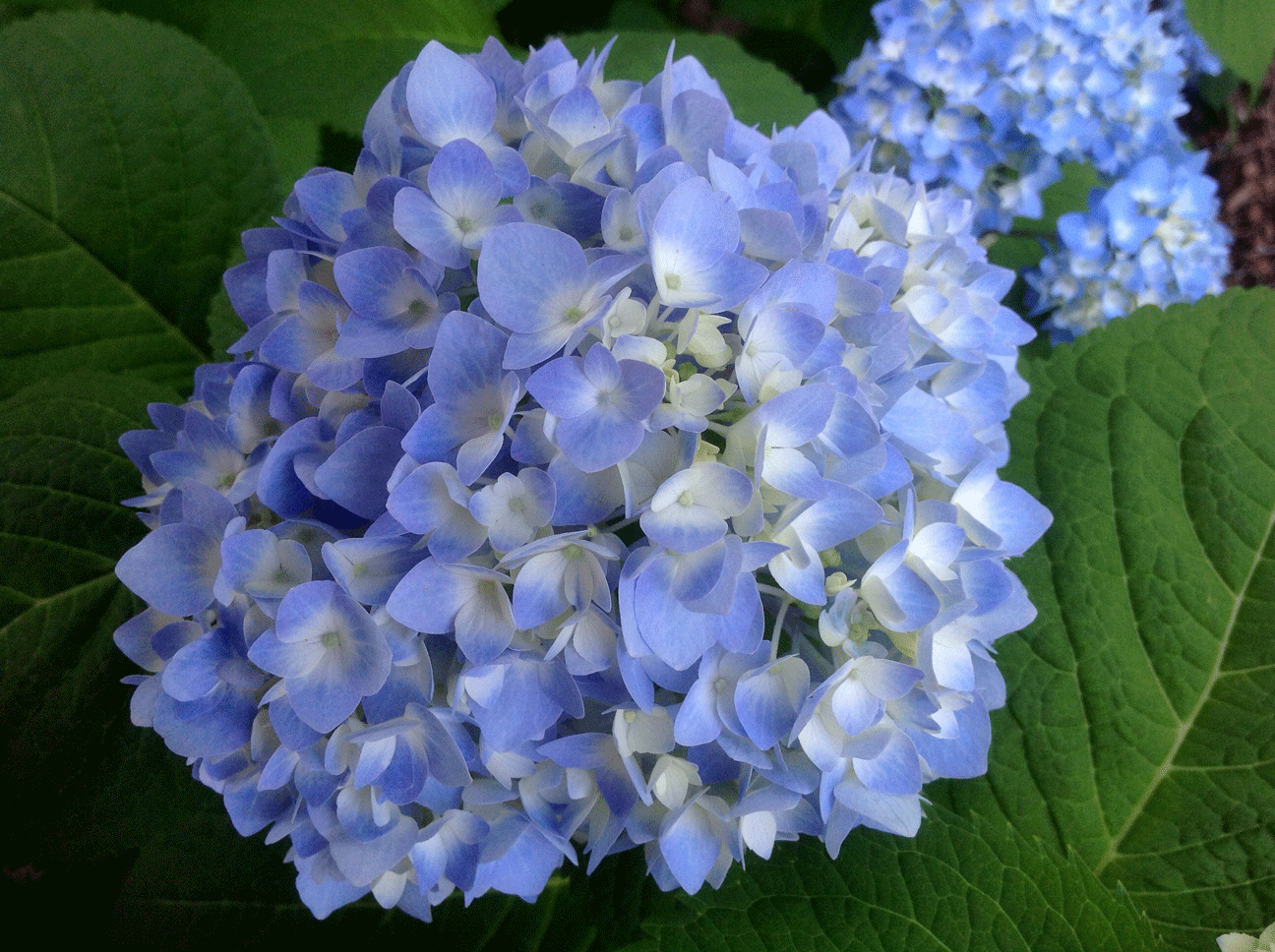 My blue hydrangea plant is huge this year and loaded with blooms.