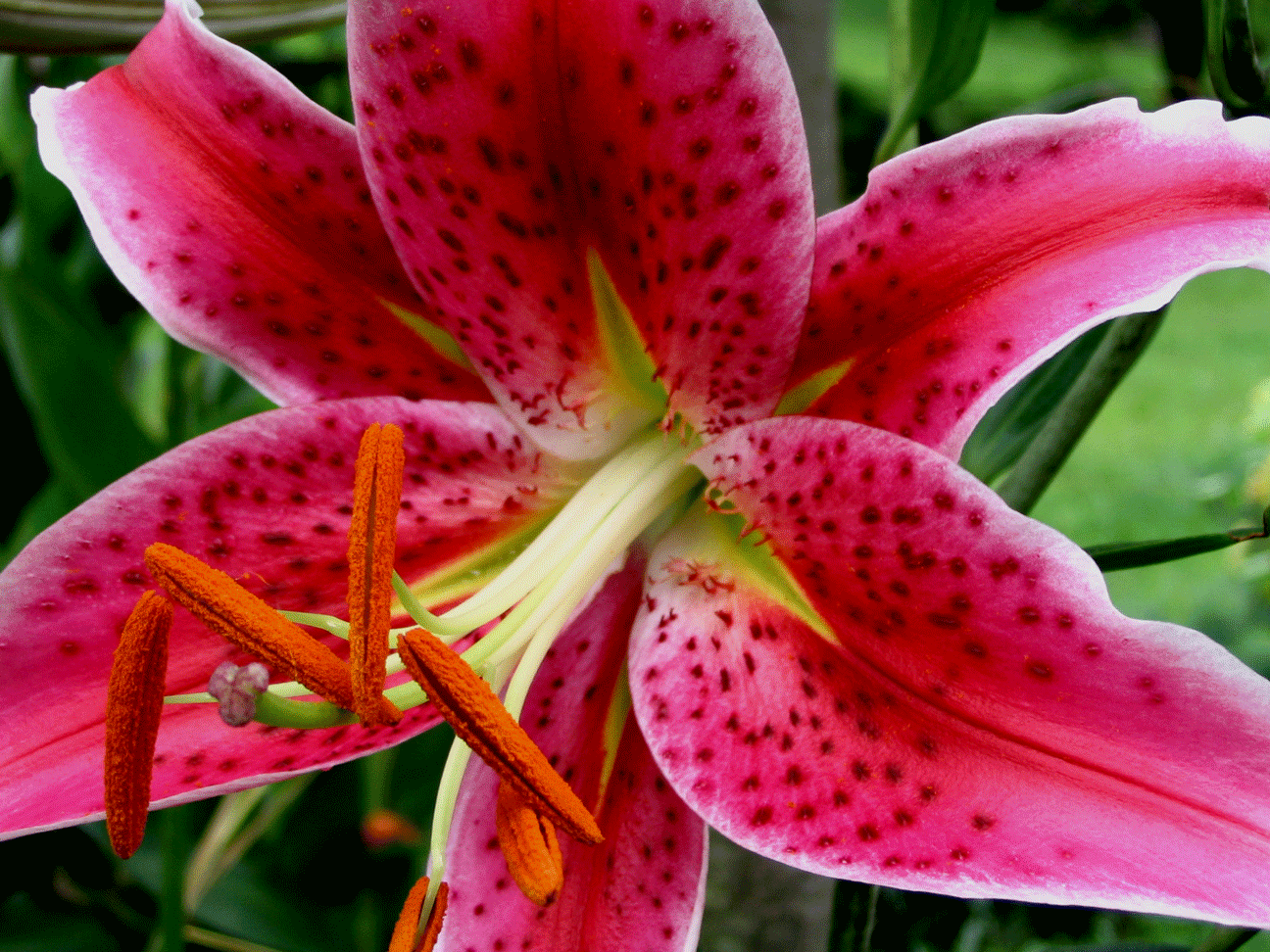 oriental lily star gazer flower