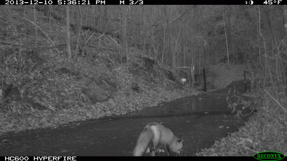 Red Fox Reconyx trail cam picture