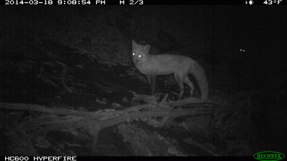 reconyx trail cam red fox pictures