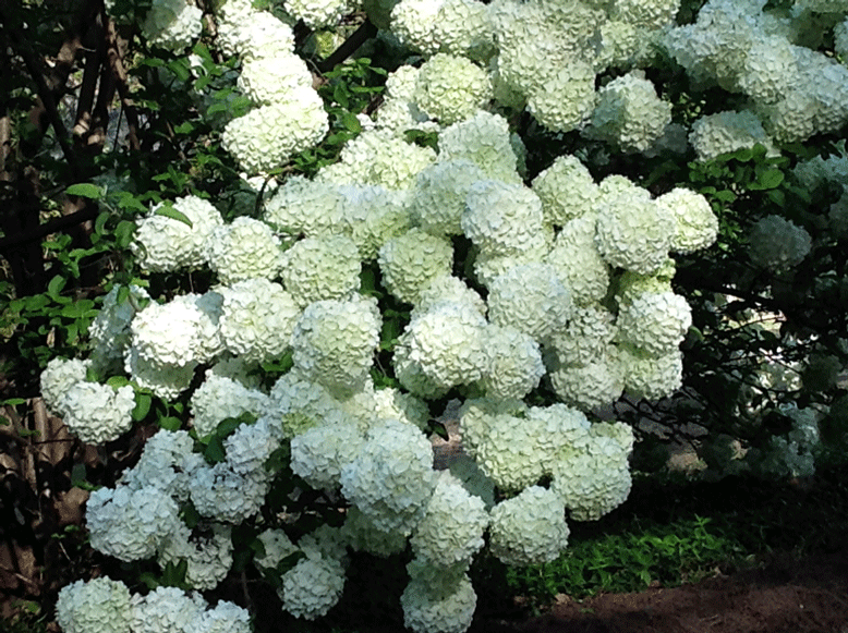 viburnum-snowball-bush
