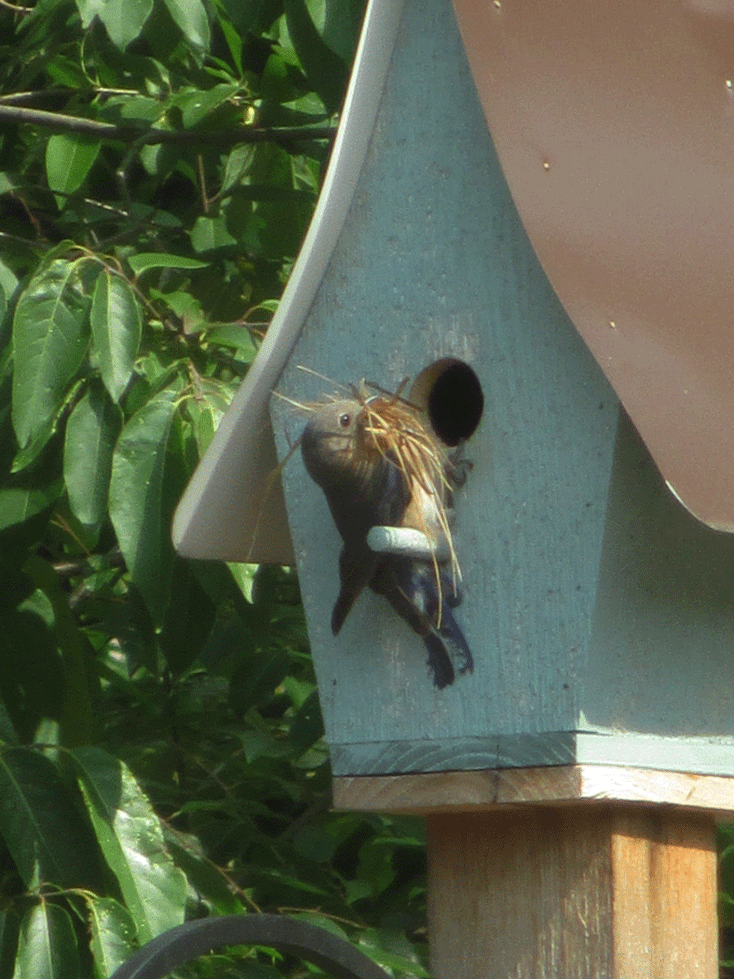 female-bluebird-going-into-box