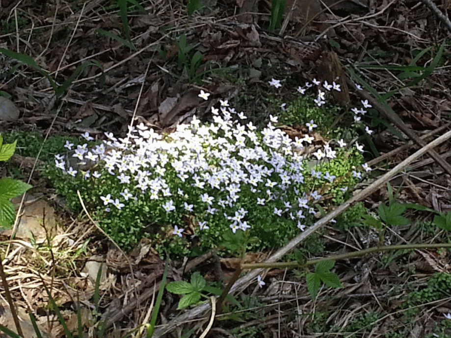 ground-cover-with-white-flowers