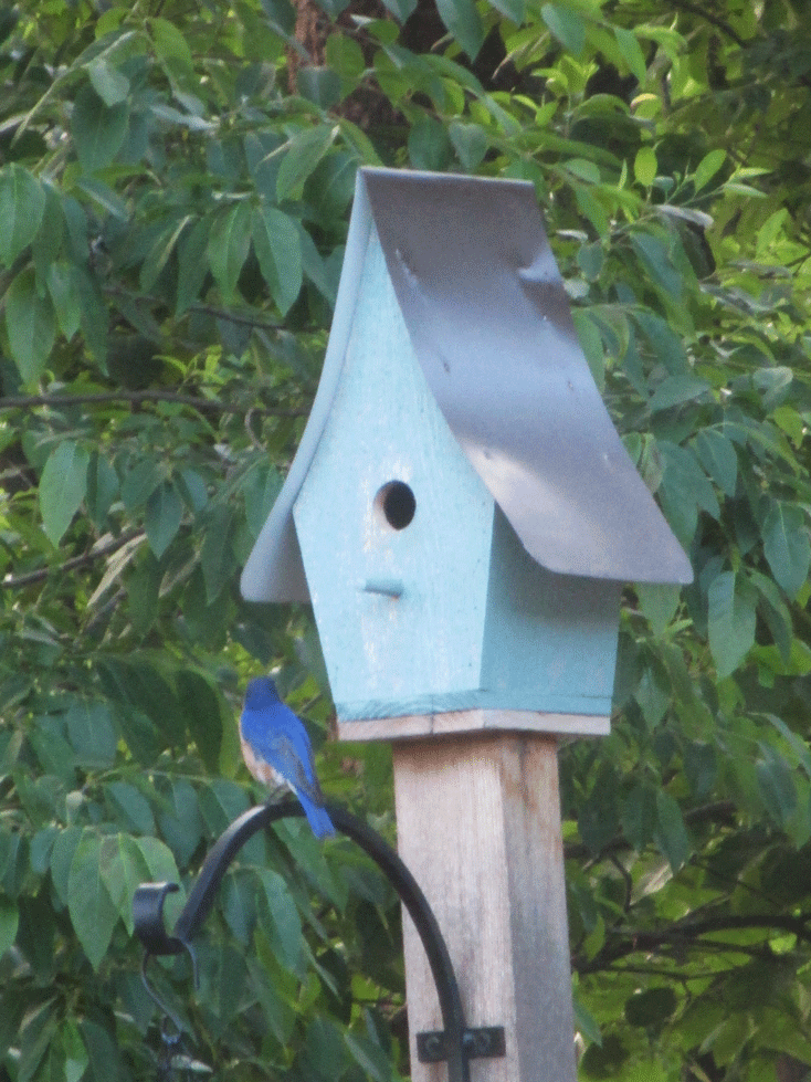 male-blue-bird