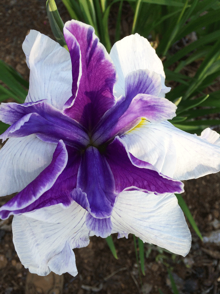 japanese-purple-iris