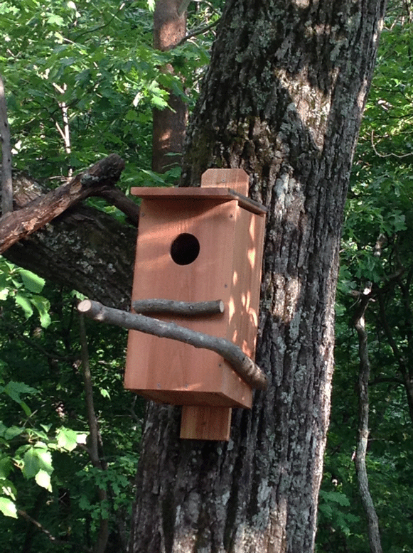 screech-owl-birdhouse-on-huge-oak-tree