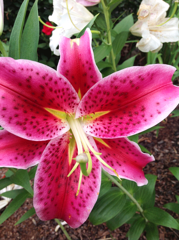 stargazer-oriental-lilies