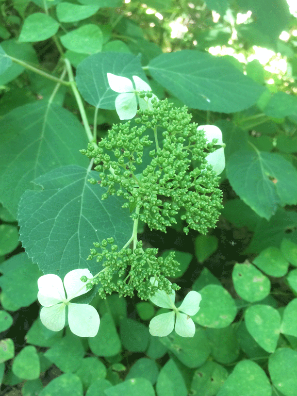 native-hydrangea