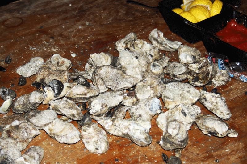 steamed-oysters