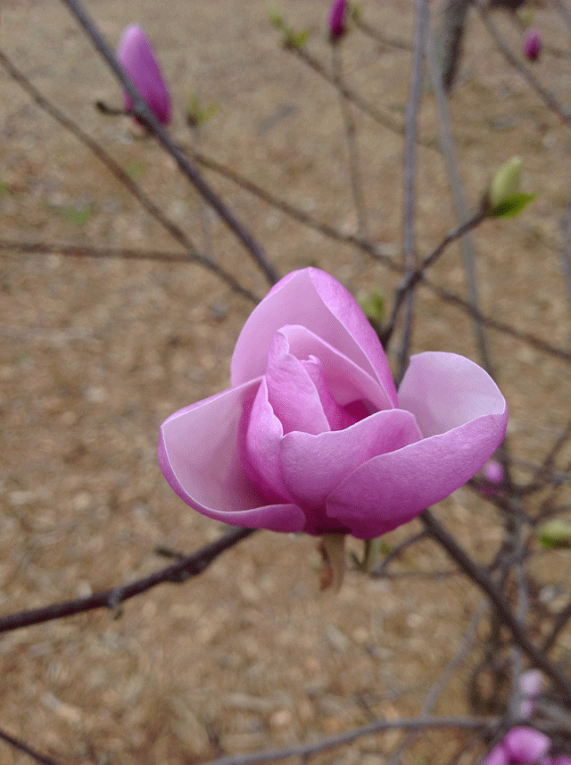 michaels-woodcraft-pink-tulip-magnolia-flower